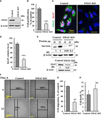 Non-apoptotic activity of the mitochondrial protein SMAC/Diablo in lung cancer: Novel target to disrupt survival, inflammation, and immunosuppression